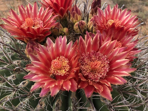 Fishhook barrel cactus (Ferocactus wislizeni)