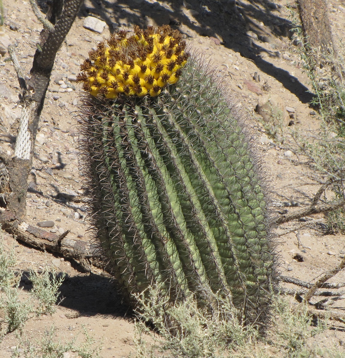 Fishhook barrel cactus: Ferocactus wislizeni, Pima County, US-AZ, US, 2018-04-28 (iNaturalist).