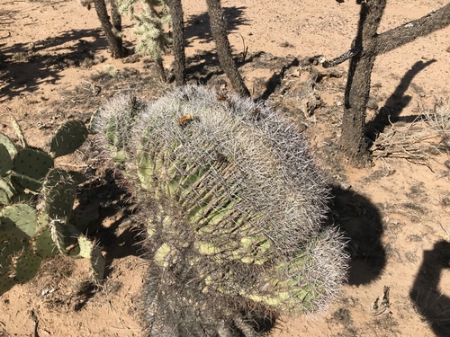 Fishhook barrel cactus (Ferocactus wislizeni)