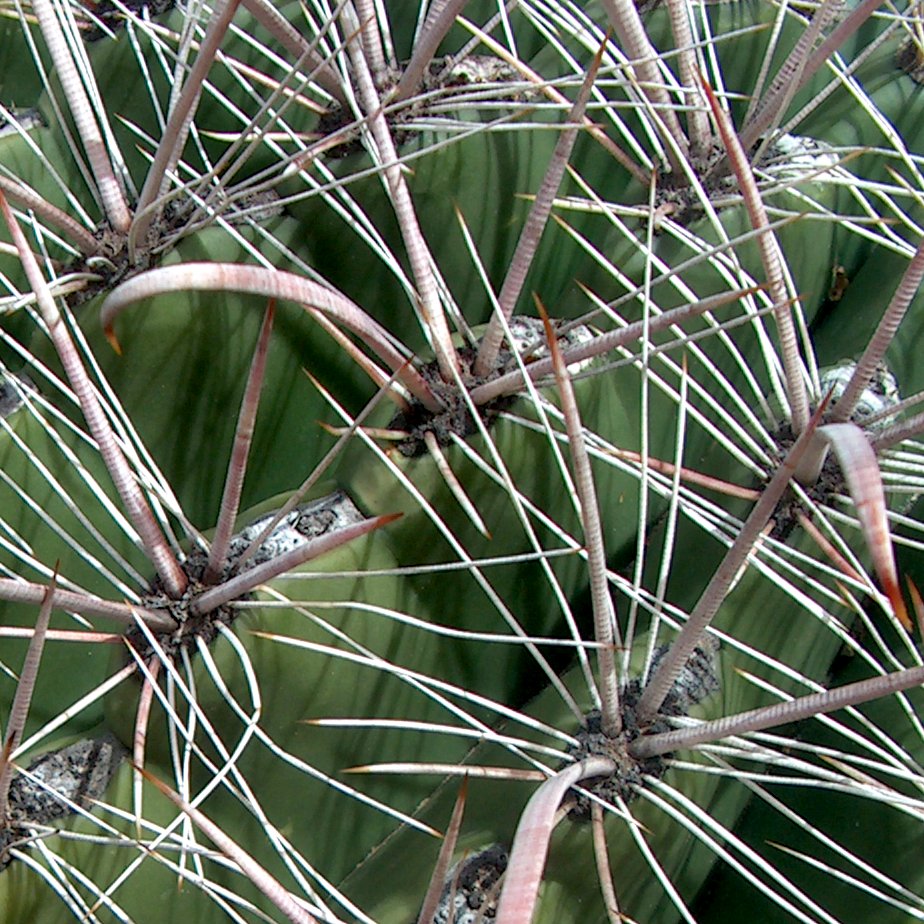 Fishhook barrel cactus: Scientific Name: Ferocactus wislizenii (Engelm.) Britt. & Rose Common Name: Fishhook Barrel Cactus Certainty: not sure ( notes ) Location: Desert Southwest; Ari