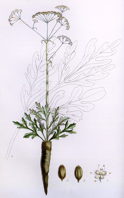 Asafoetida: This file comes from the Biodiversity Heritage Library .