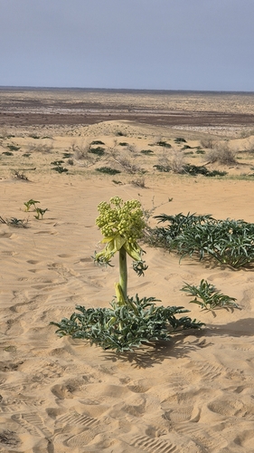 Asafoetida (Ferula assa-foetida)