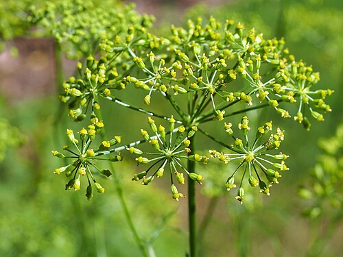 Asafoetida: Ferula assa-foetida cultivated in Wrocław University Botanical Garden, Wrocław, Poland.