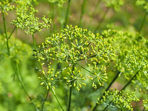 Asafoetida: Ferula assa-foetida cultivated in Wrocław University Botanical Garden, Wrocław, Poland.