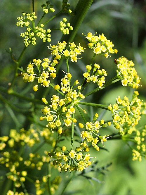 Asafoetida: Ferula assa-foetida cultivated in Wrocław University Botanical Garden, Wrocław, Poland.