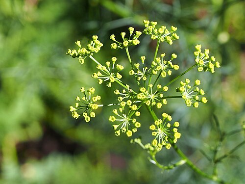 Asafoetida: Ferula assa-foetida cultivated in Wrocław University Botanical Garden, Wrocław, Poland.