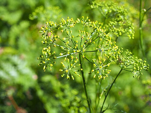Asafoetida: Ferula assa-foetida cultivated in Wrocław University Botanical Garden, Wrocław, Poland.