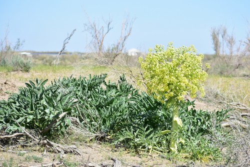 Asafoetida (Ferula assa-foetida)
