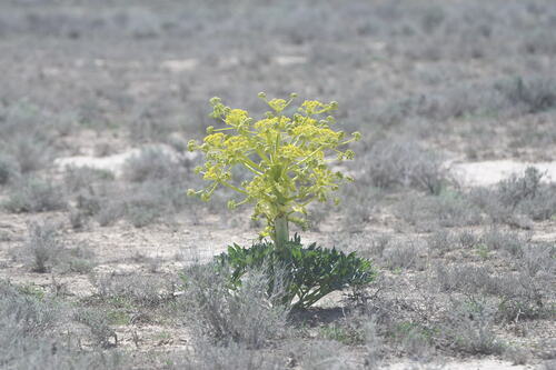 Asafoetida (Ferula assa-foetida)