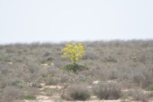 Asafoetida (Ferula assa-foetida)