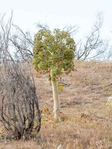Asafoetida (Ferula assa-foetida)