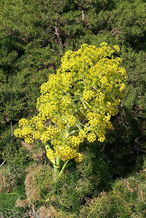 Giant fennel: Ferula communis - Habitat: Bonifacio ( Corse-du-Sud ) France.
