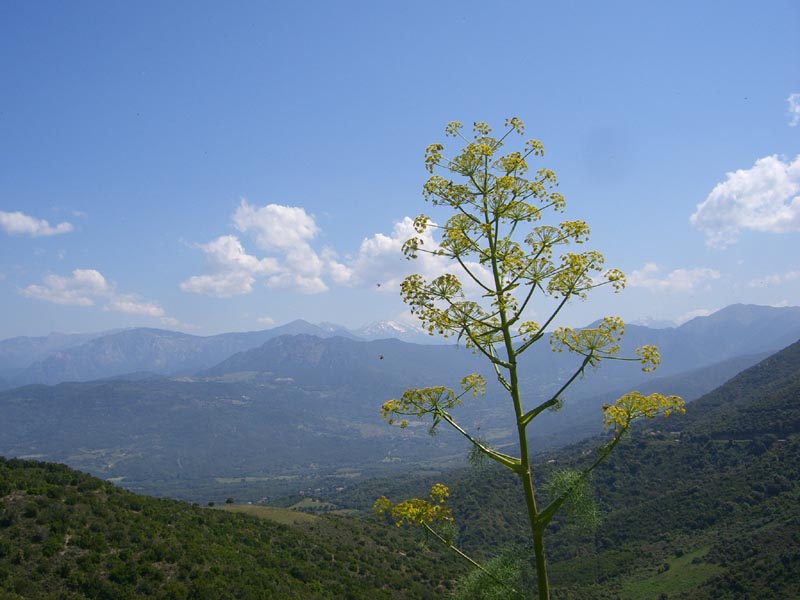 Giant fennel: Ferula communis