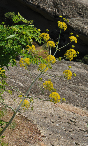 Giant fennel (Ferula communis)