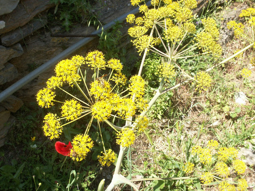 Giant fennel (Ferula communis)