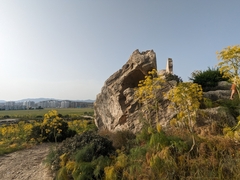 Giant fennel (Ferula communis)