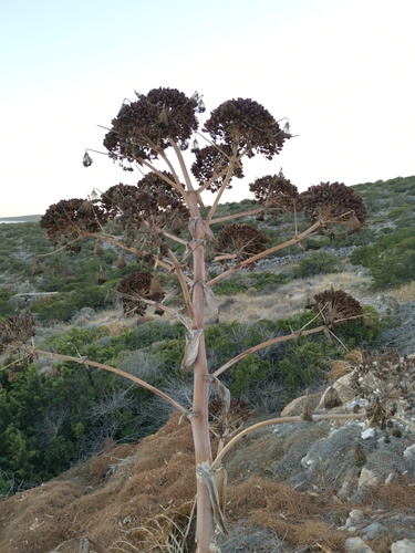 Giant fennel (Ferula communis)