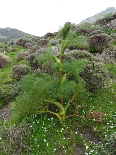 Giant fennel (Ferula communis)