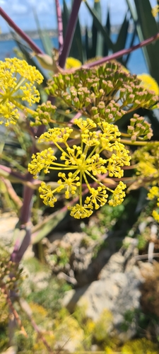 Giant fennel (Ferula communis)