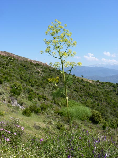 Giant fennel: Ferula communis