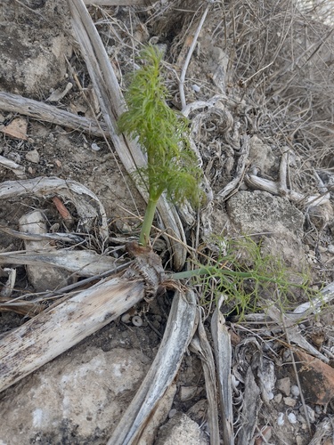 Giant fennel (Ferula communis)