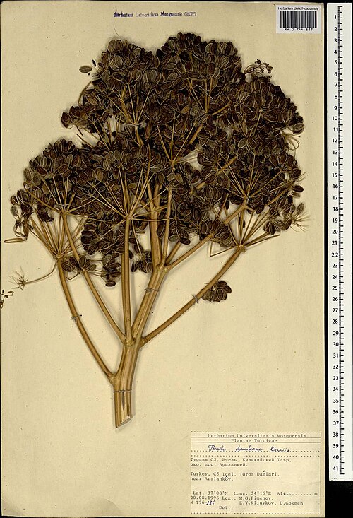 Ferula drudeana: Ferula drudeana Korov., herbarium specimen number MW0744617 collected in Turkey the 20.08.1996 by Pimenov M. G.