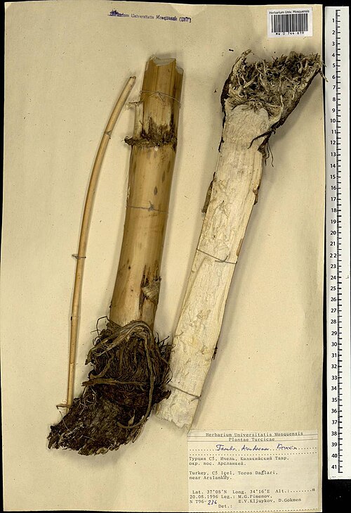 Ferula drudeana: Ferula drudeana Korov., herbarium specimen number MW0744619 collected in Turkey the 20.08.1996 by Pimenov M. G.