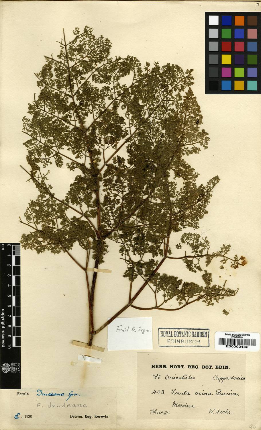 Ferula drudeana: Ferula drudeana Korovin (type), herbarium specimen number E00002482 collected in Mersina (Turkey) in July 1909 by Siehe, W.
