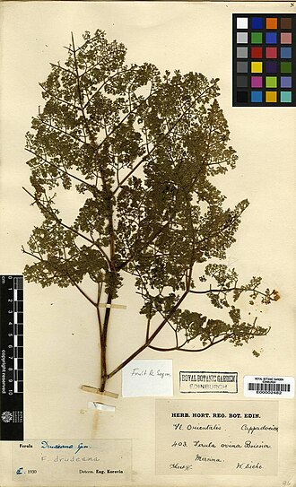Ferula drudeana: Ferula drudeana Korovin (type), herbarium specimen number E00002482 collected in Mersina (Turkey) in July 1909 by Siehe, W.