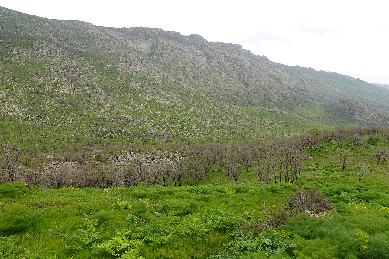 Galbanum: Ferula field in Edelbe village.