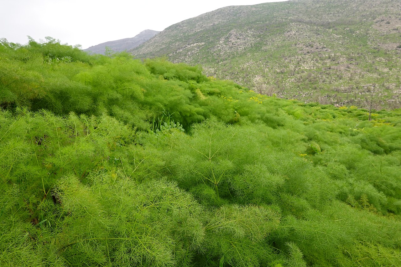 Galbanum: Ferula field in Edelbe village.