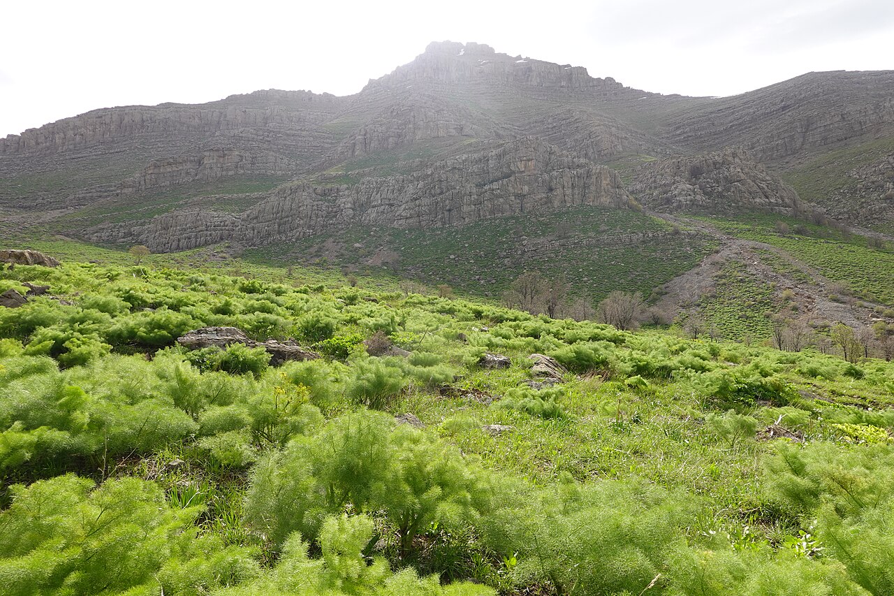 Galbanum: Ferula field in Butin , Pendro, Kurdistan Region- Iraq