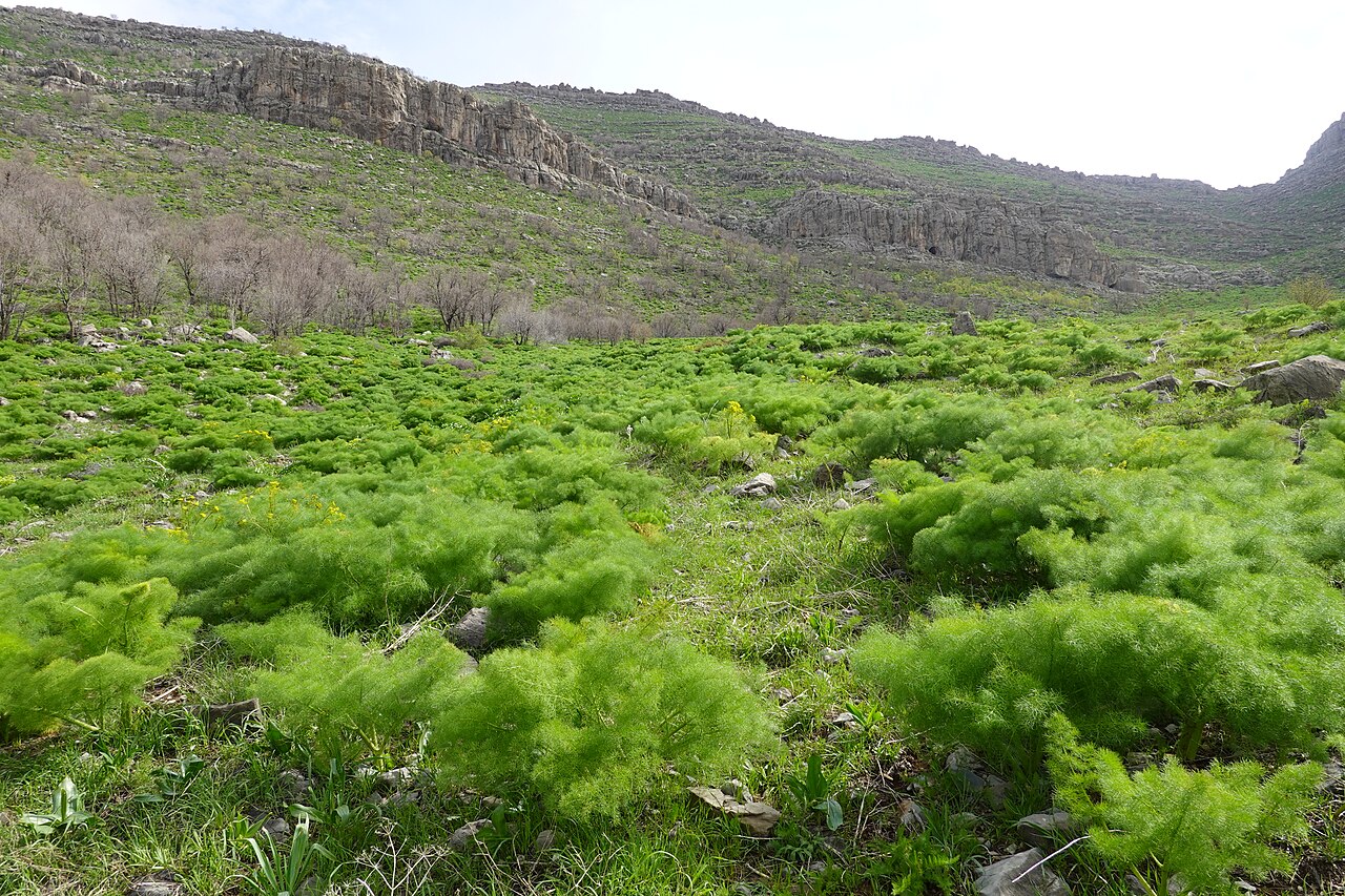Galbanum: Ferula field in Butin , Pendro, Kurdistan Region- Iraq