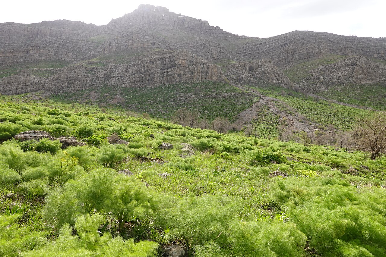 Galbanum: Ferula field in Butin , Pendro, Kurdistan Region- Iraq