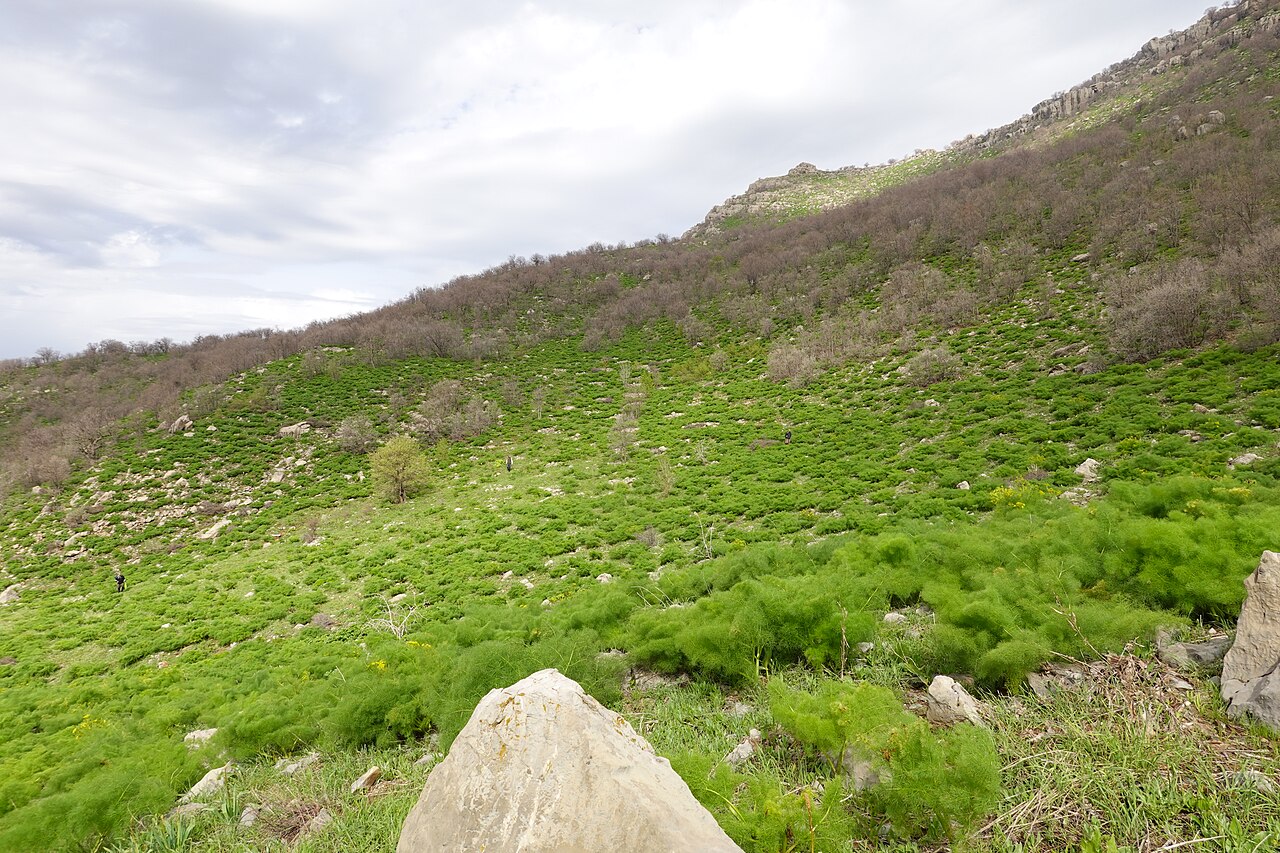 Galbanum: Ferula field in Butin , Pendro, Kurdistan Region- Iraq
