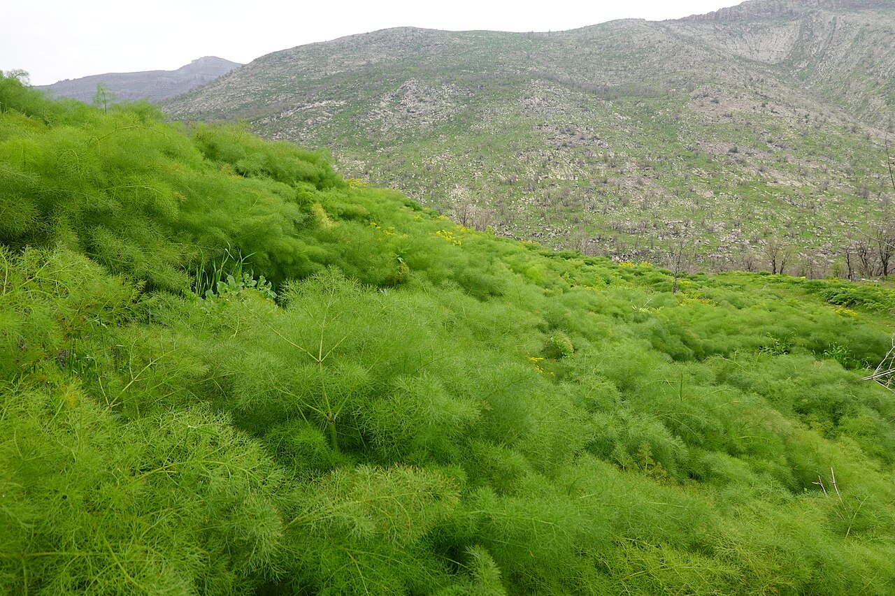 Galbanum: Ferula field in Edelbe village.
