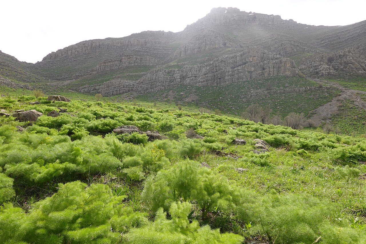 Galbanum: Ferula field in Butin , Pendro, Kurdistan Region- Iraq