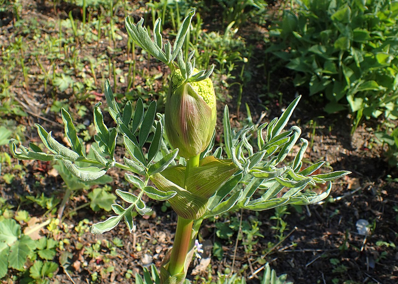 Ferula jaeschkeana: Ferula jaeschkeana in the Botanischer Garten, Berlin-Dahlem
