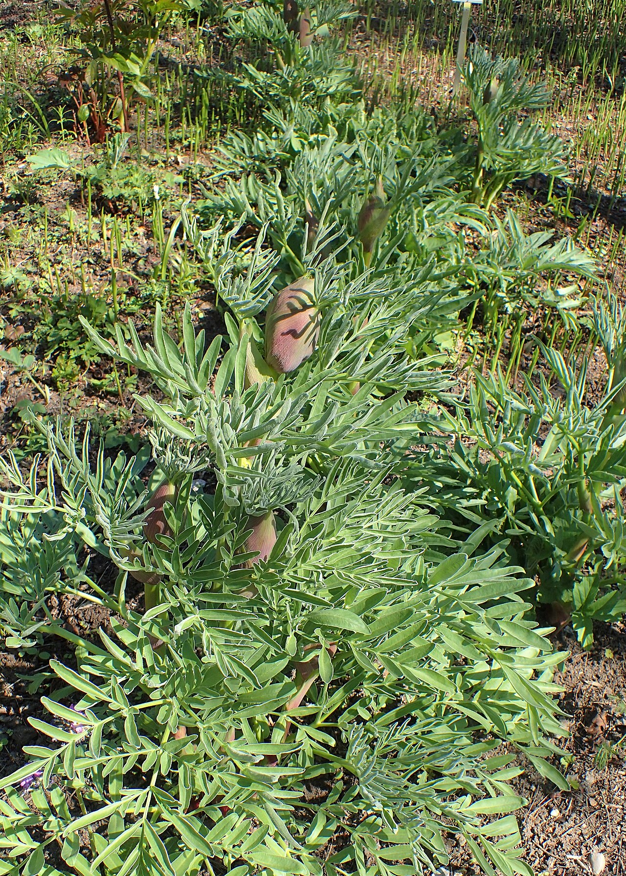 Ferula jaeschkeana: Ferula jaeschkeana in the Botanischer Garten, Berlin-Dahlem