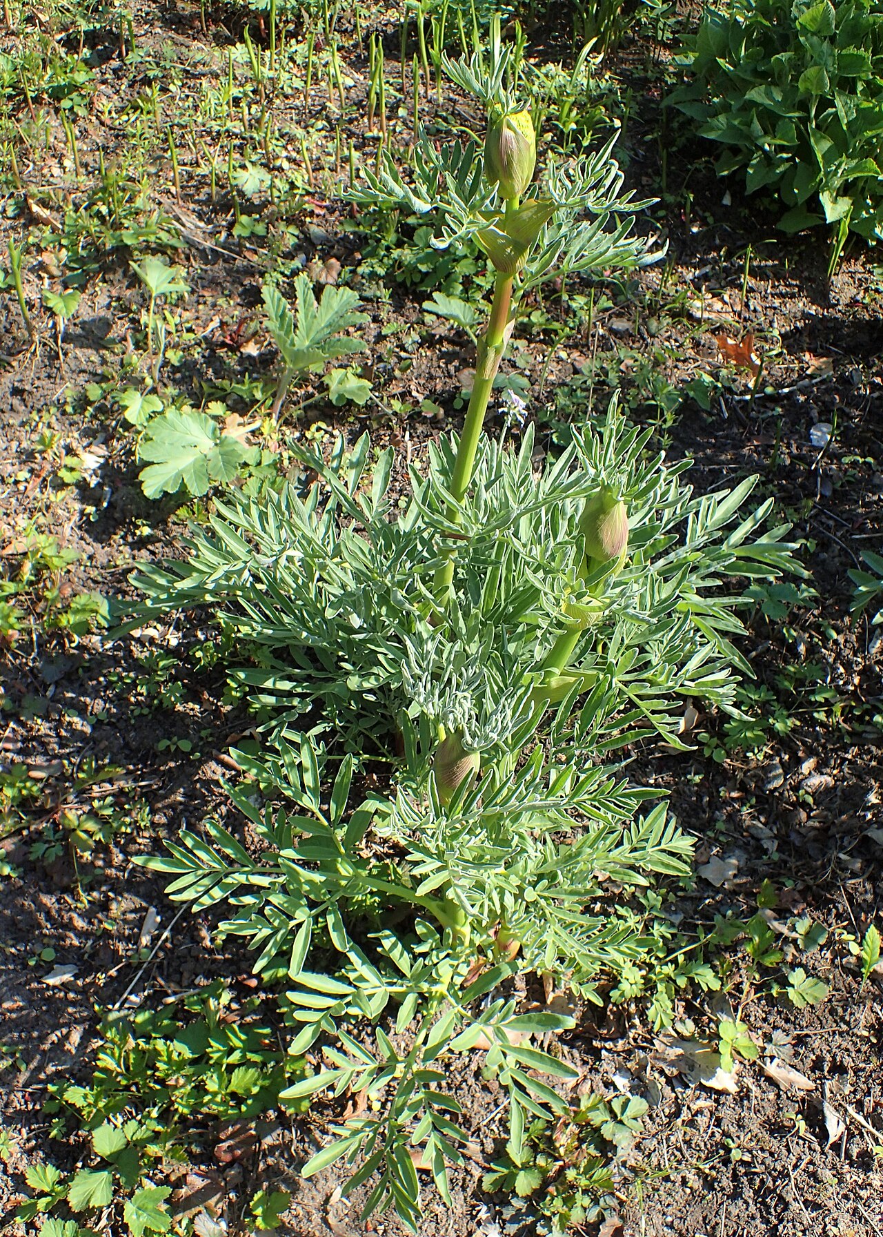 Ferula jaeschkeana: Ferula jaeschkeana in the Botanischer Garten, Berlin-Dahlem