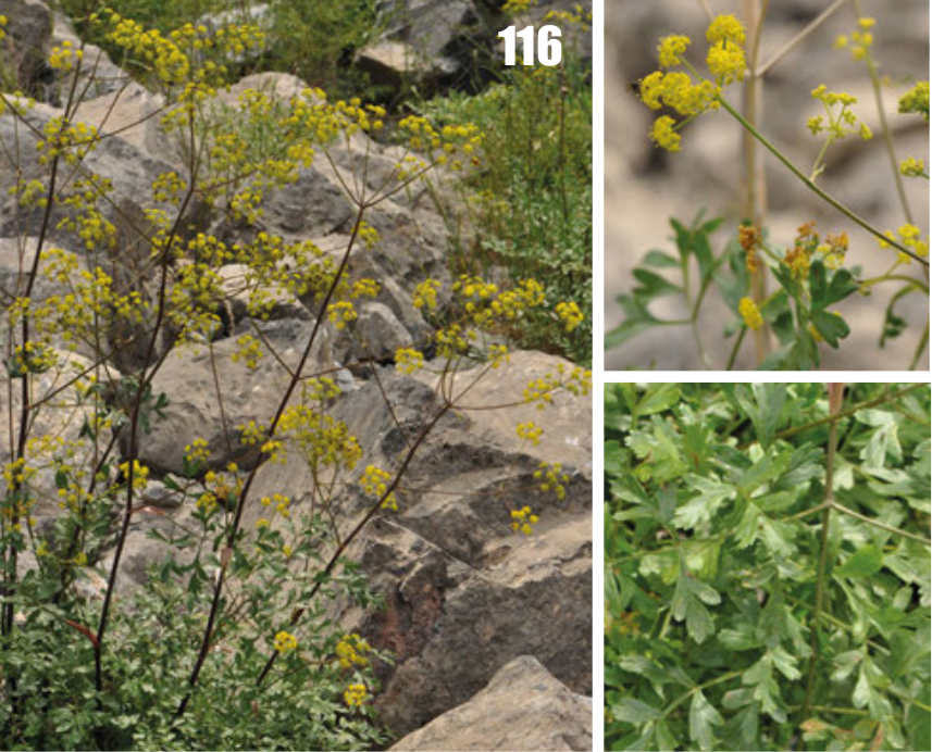 Ferula moschata: Ferula moschata in Tajikistan.