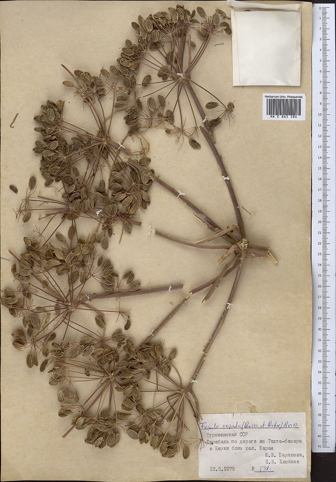 Ferula oopoda: Ferula oopoda — Herbarium specimen from Turkmenistan. Collected by Baranova Yu. V. (1975-05-22). Recorded in GBIF occurrence 1799035024 .