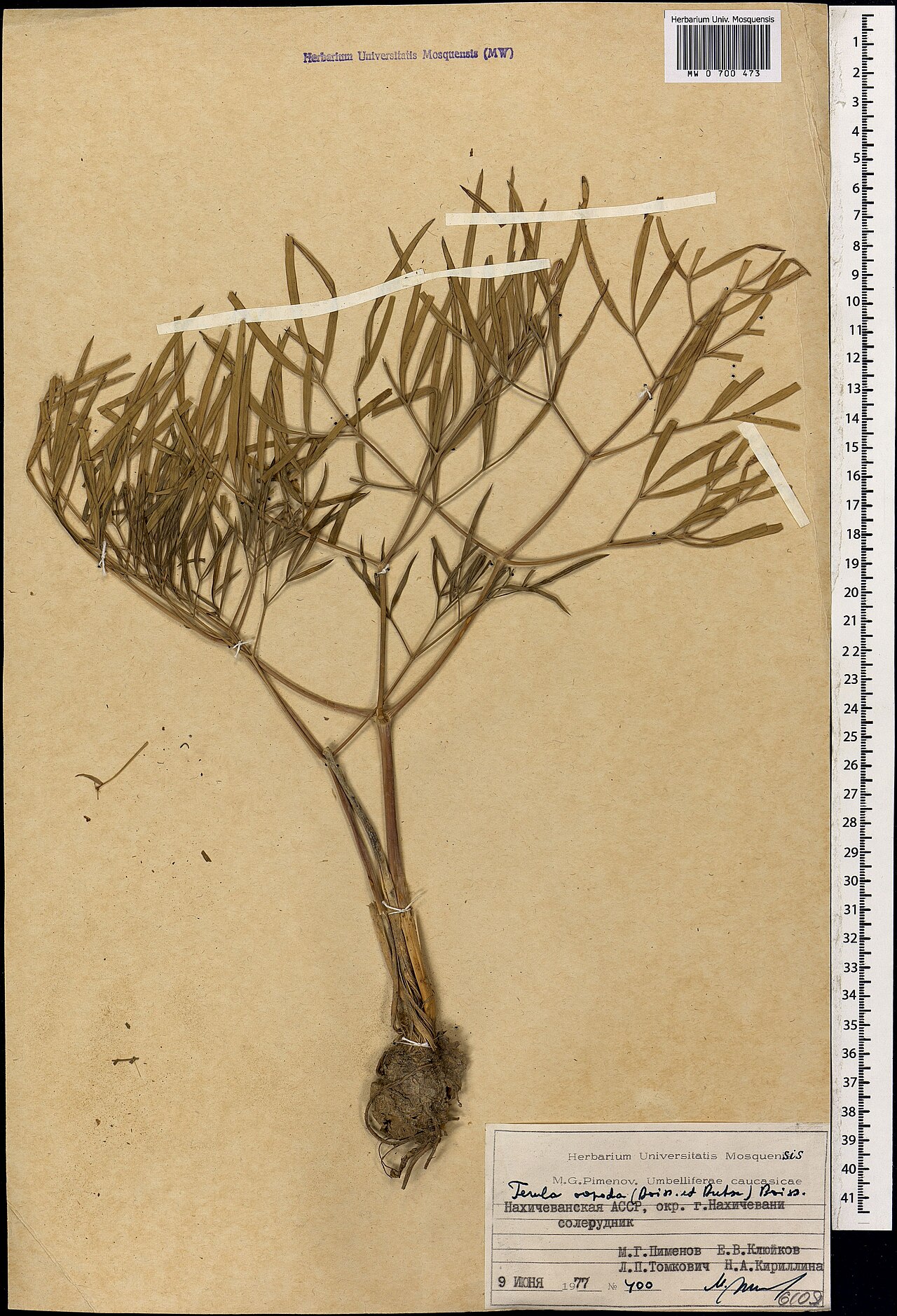 Ferula oopoda: Ferula oopoda — Herbarium specimen from Azerbaijan. Collected by Pimenov M. G. (1977-06-09). Recorded in GBIF occurrence 1697817958 .