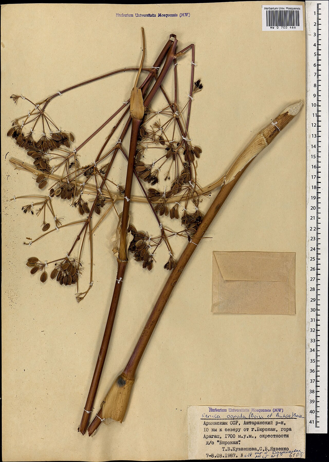 Ferula oopoda: Ferula oopoda — Herbarium specimen from Армения, Аштаракский р-н, 10 км к северу от г. Бюракан, гора Арагац, окрестности д/о "Бюрокан"., Armenia. Collected by T