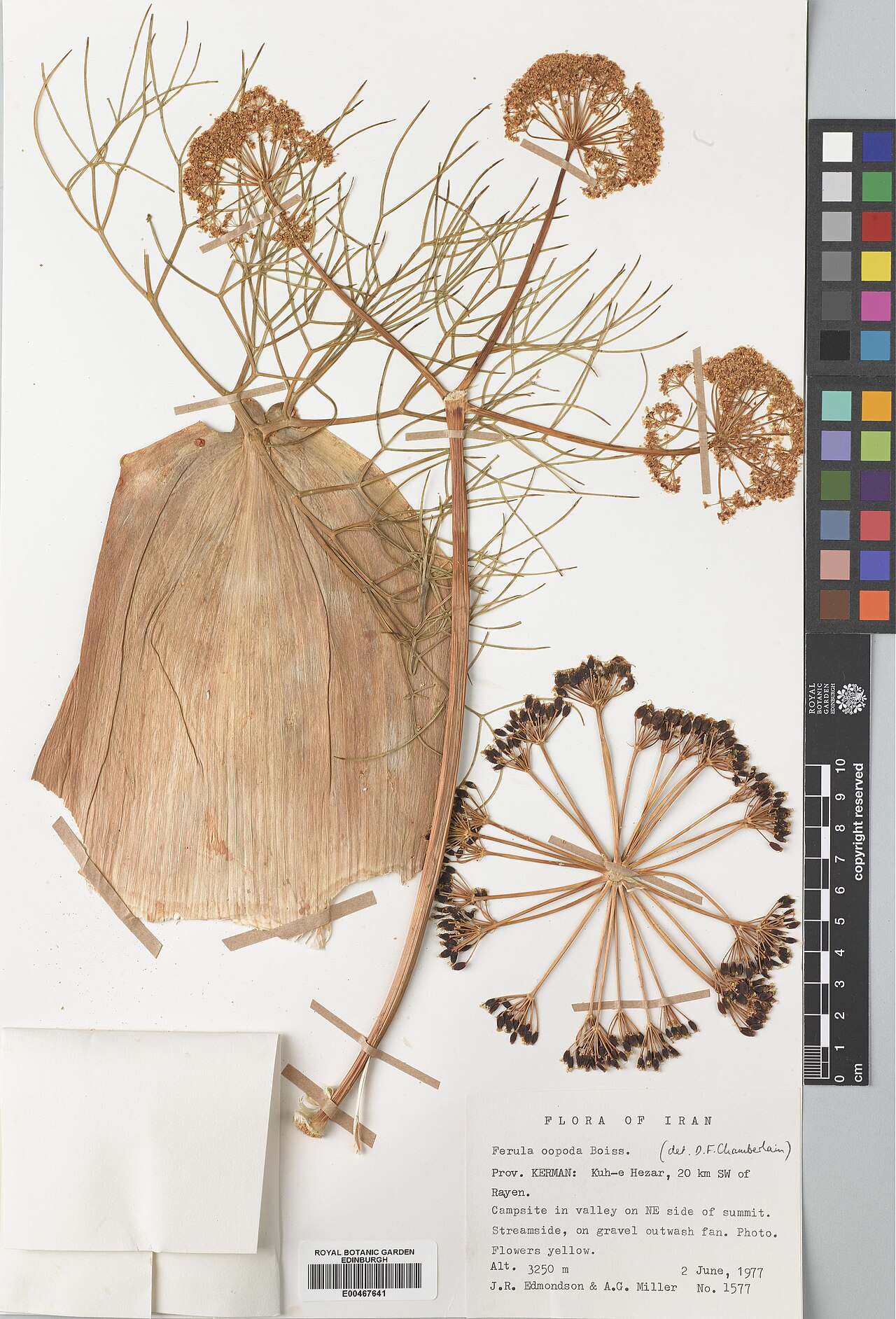 Ferula oopoda: Ferula oopoda — Herbarium specimen from Kerman, Kuh-e Hezar, 20 km SW of Rayen, Iran. Collected by Edmondson, John Richard & Miller, Anthony George (1977-06-02)