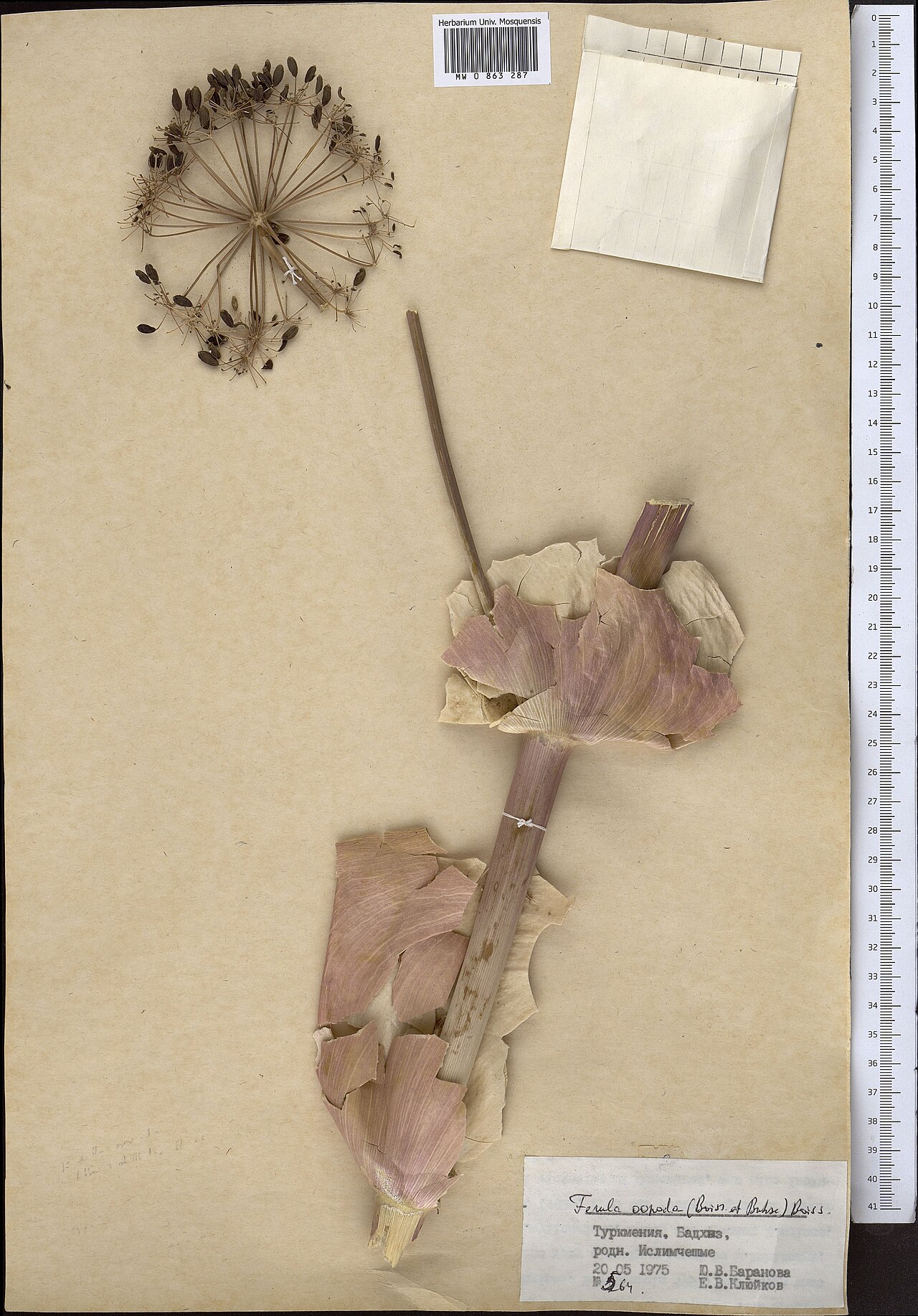 Ferula oopoda: Ferula oopoda — Herbarium specimen from Turkmenistan. Collected by Baranova Yu. V. (1975-05-20). Recorded in GBIF occurrence 1799035022 .