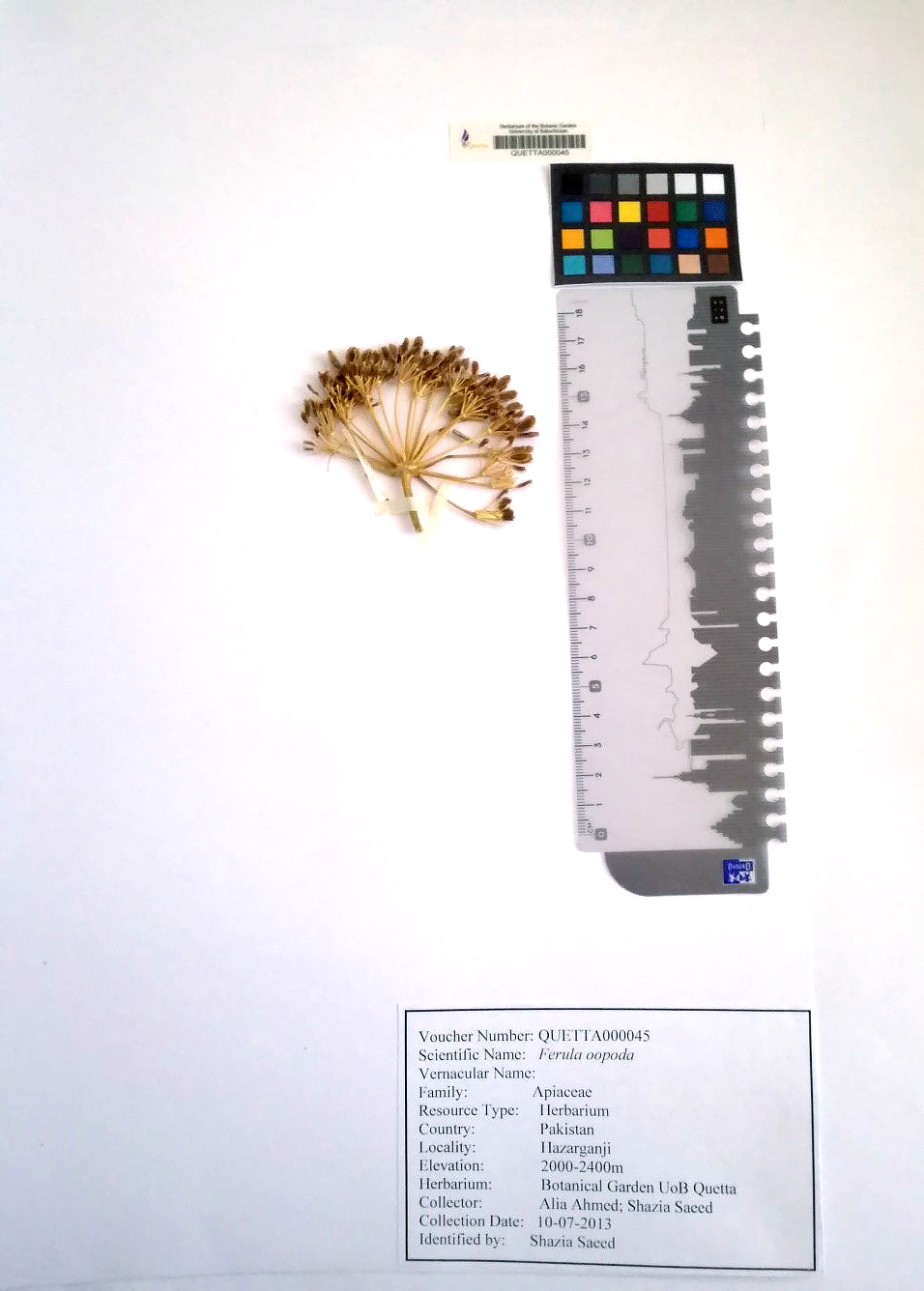 Ferula oopoda: Ferula oopoda — Herbarium specimen from Hazarganji, Pakistan. Collected by Alia Ahmed; Shazia Saeed (2013-07-10). Recorded in GBIF occurrence 2235709401 .