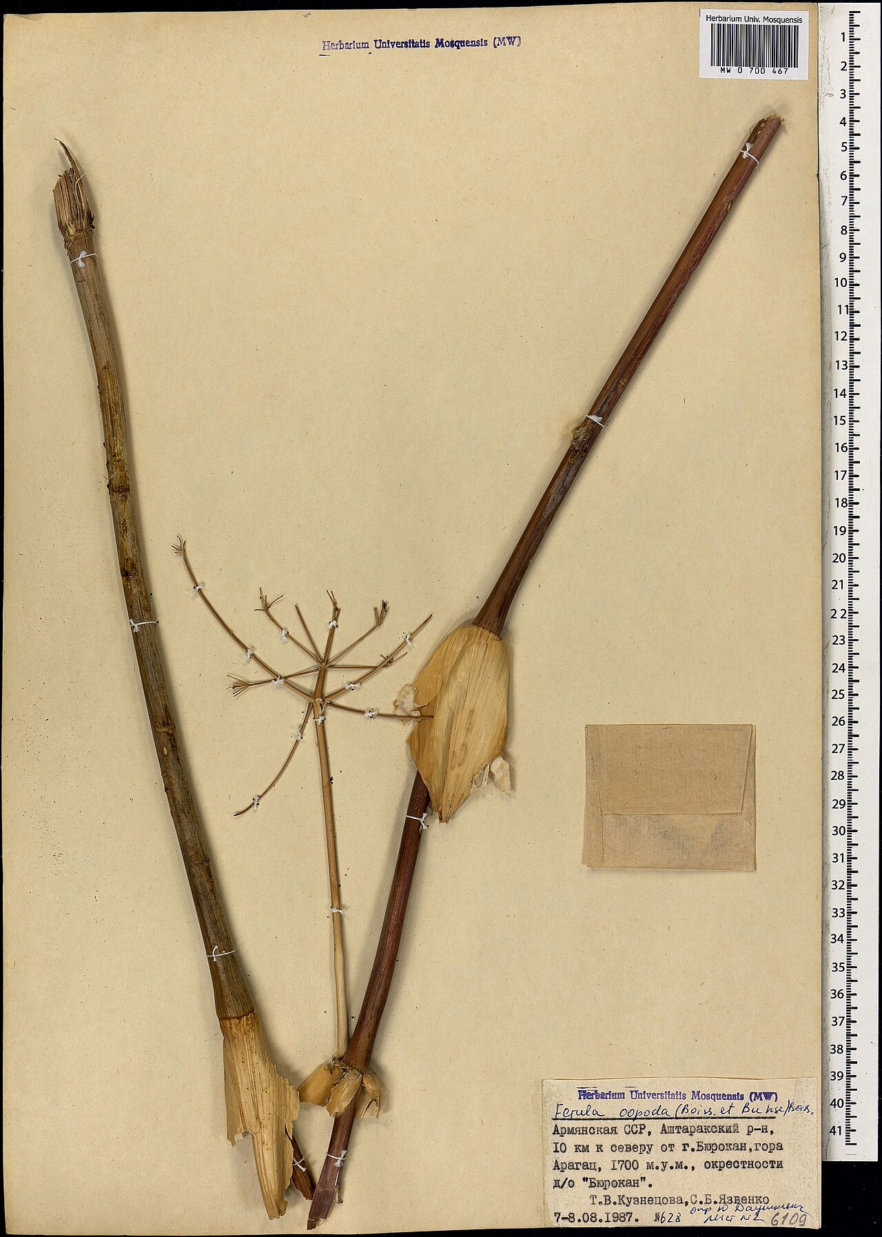 Ferula oopoda: Ferula oopoda — Herbarium specimen from Армения, Аштаракский р-н, 10 км к северу от г. Бюракан, гора Арагац, окрестности д/о "Бюрокан"., Armenia. Collected by T