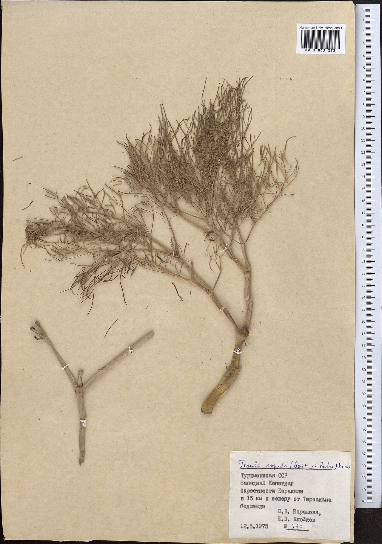 Ferula oopoda: Ferula oopoda — Herbarium specimen from Turkmenistan. Collected by Baranova Yu. V. (1975-05-12). Recorded in GBIF occurrence 1799034974 .
