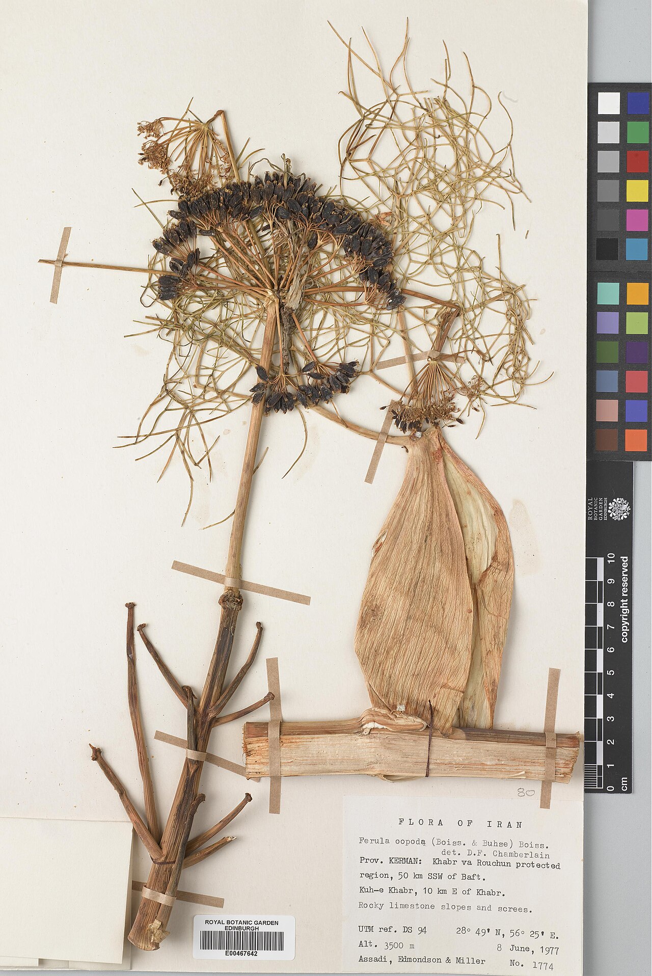 Ferula oopoda: Ferula oopoda — Herbarium specimen from Kerman, Khabr va Rouchun protected region, 50 km SSW of Baft; Kuh-e Khabr, 10 km E of Khabr, Iran. Collected by Assadi,